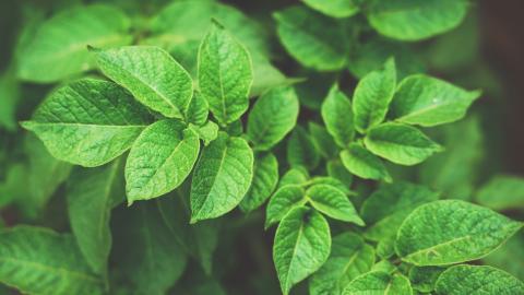 Potato leaves